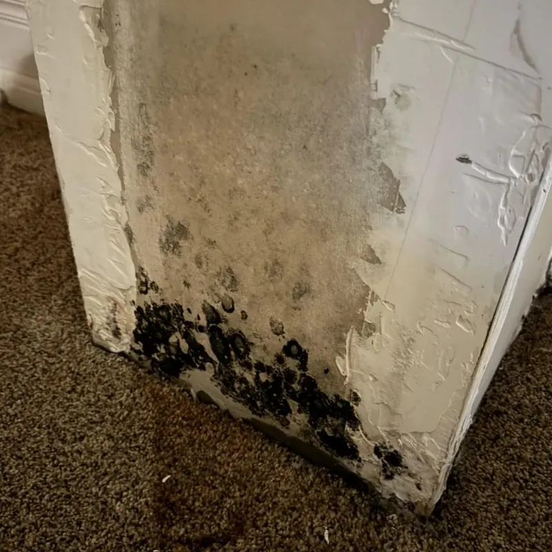 Professional Mold Removal in Kincaid, IL